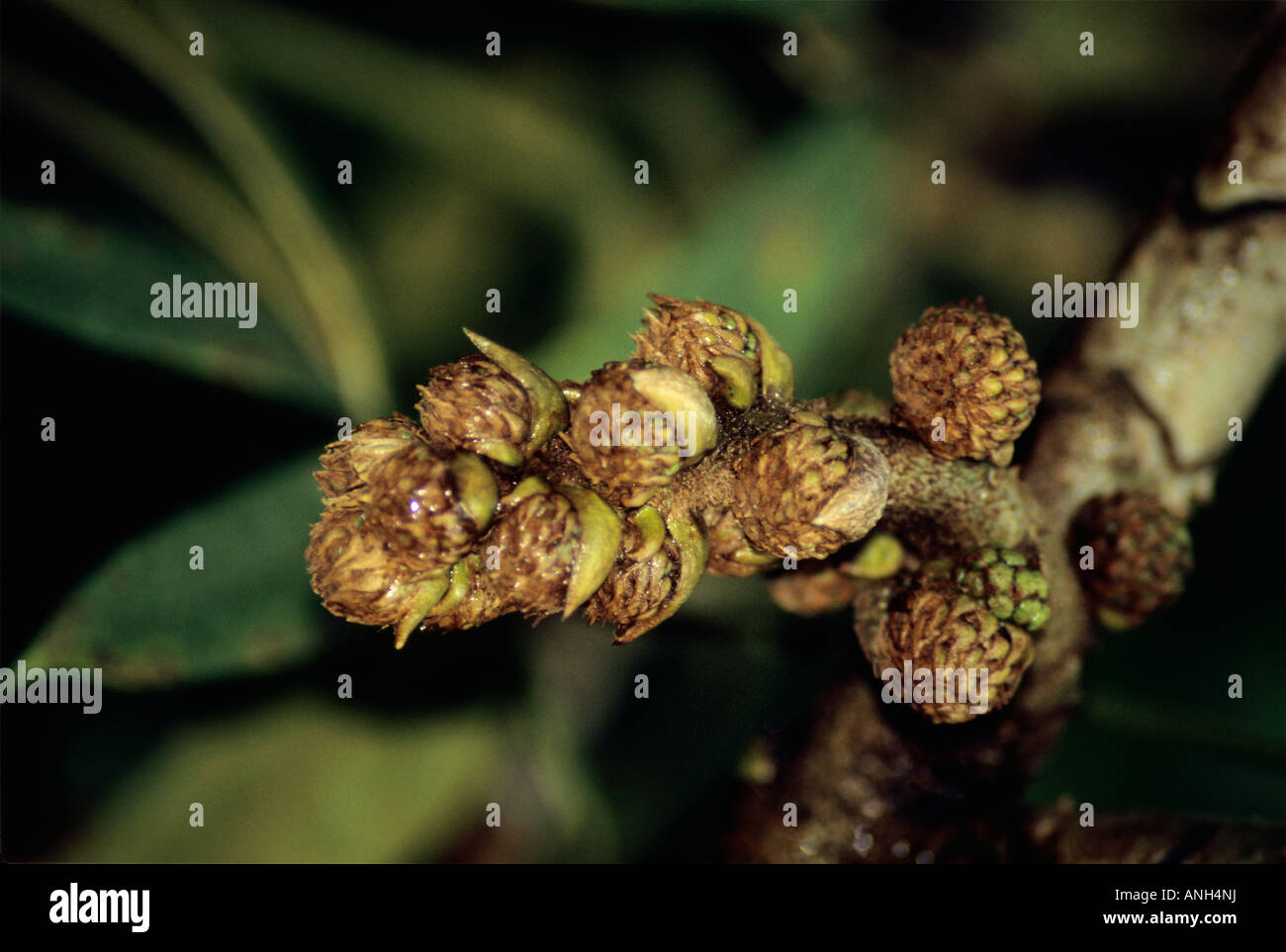 Frutta di pino di Eagle Nest Wildlife Sanctuary, Arunachal Pradesh, India Foto Stock
