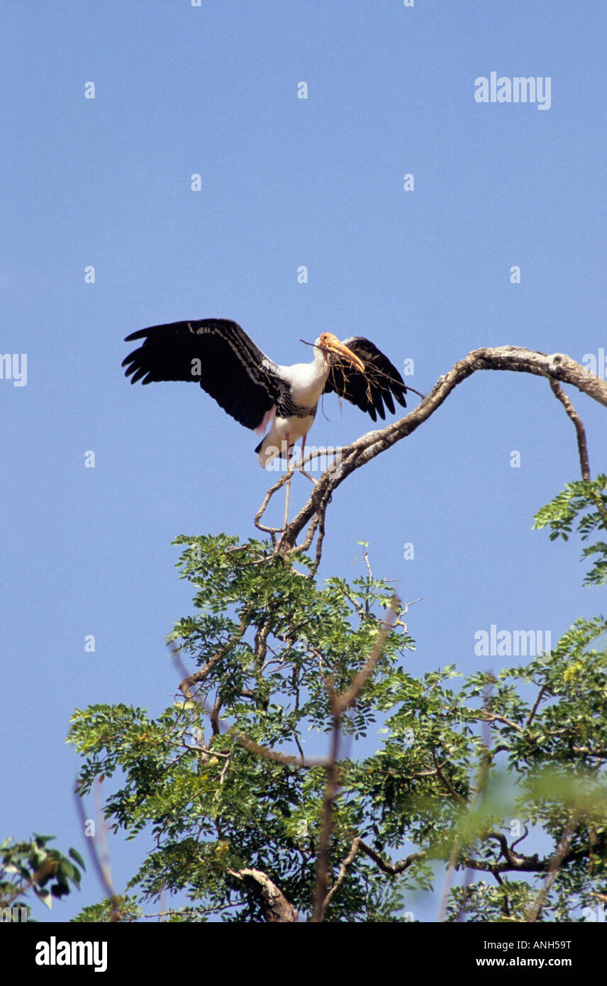 Dipinto di Stork, Mycteria leucocephala, la raccolta di materiale per il nido a Kokkare bellur, Madhya Karnataka, India Foto Stock