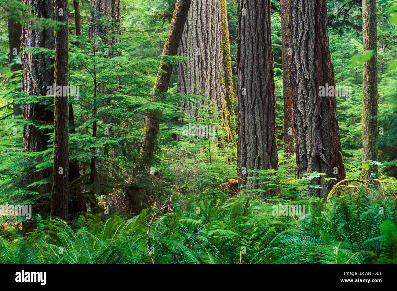 Costiero della foresta di pioggia in Pacific Rim National Park, British Columbia, Canada. Foto Stock