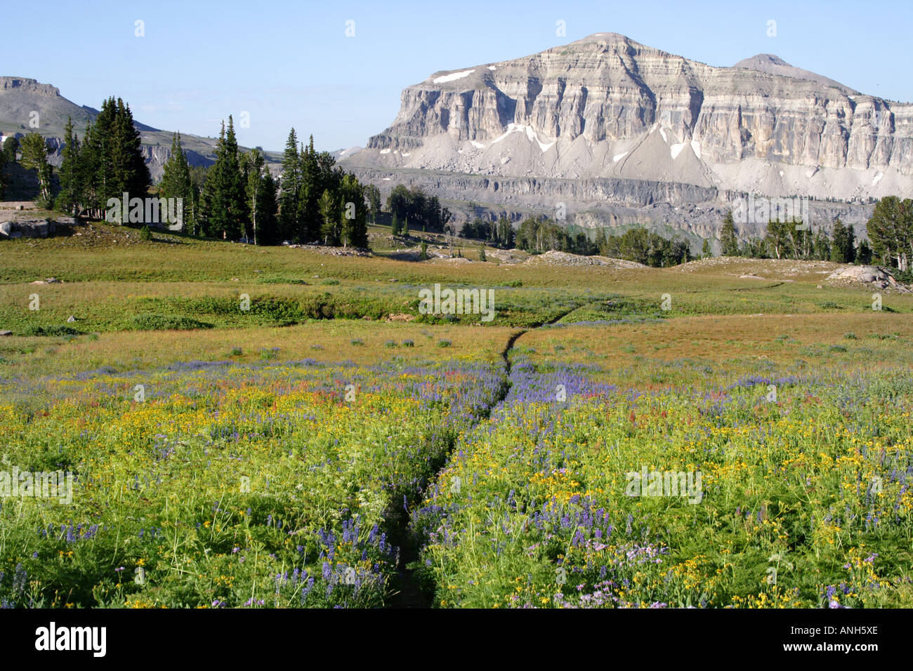Il sentiero conduce attraverso un campo di fiori selvatici in Grand Tetons Parco Nazionale Monti, Wyoming USA Foto Stock