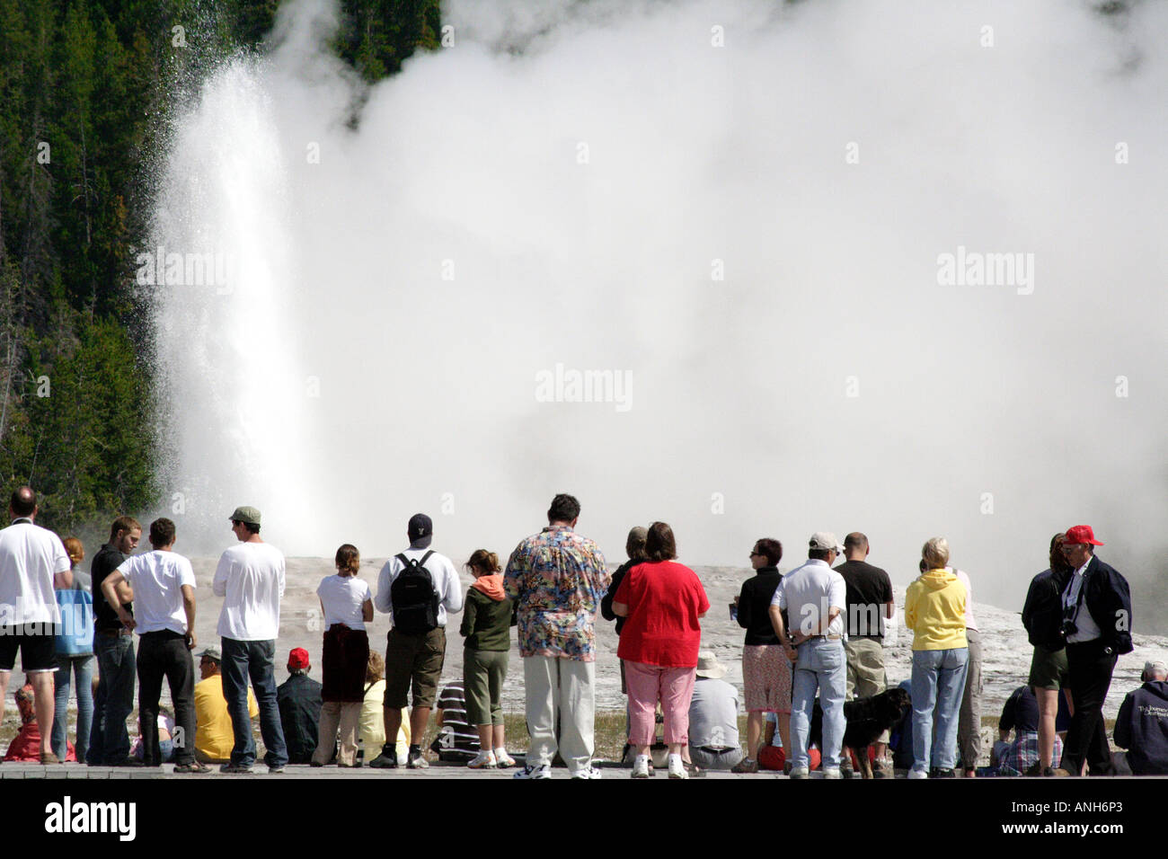 Geyser Old Faithful, il Parco Nazionale di Yellowstone Foto Stock