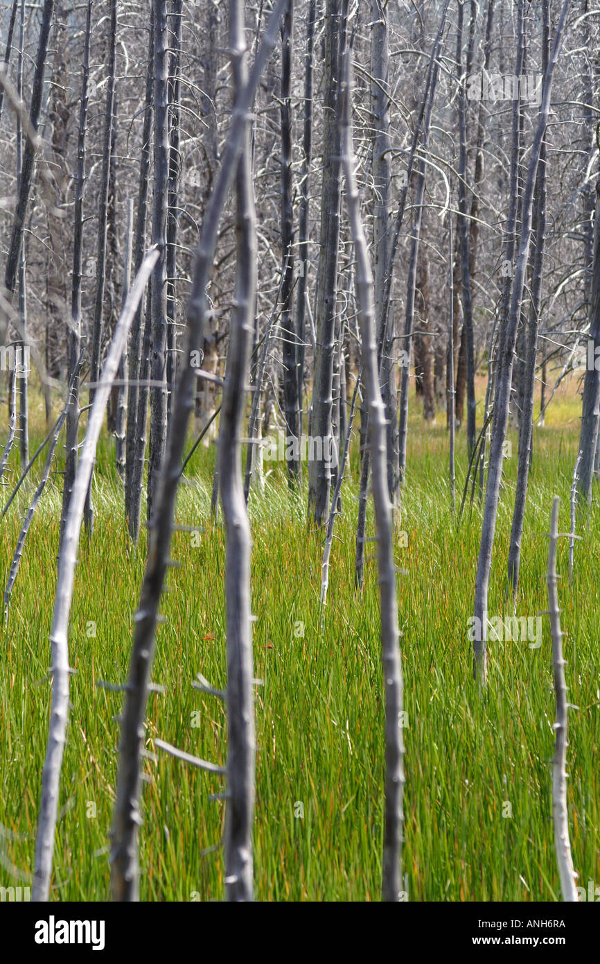 Alberi bruciati dal Forestfire crea un bellissimo Pattern, il Parco Nazionale di Yellowstone, Wyoming USA Foto Stock