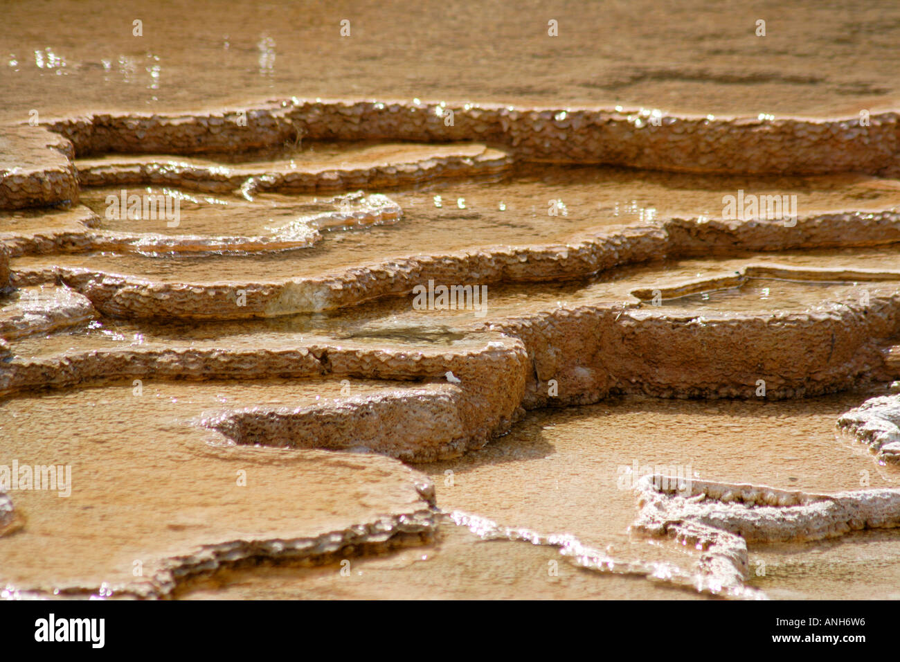 Molla Canarie Mammoth Hot Springs Yellowstone Wyoming USA Foto Stock