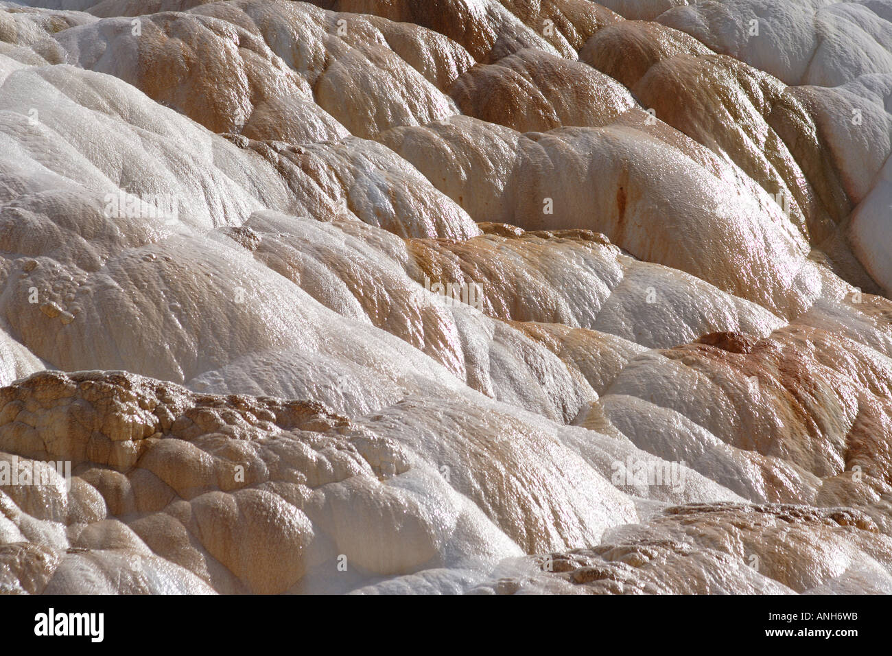 Molla Canarie Mammoth Hot Springs Yellowstone Wyoming USA Foto Stock