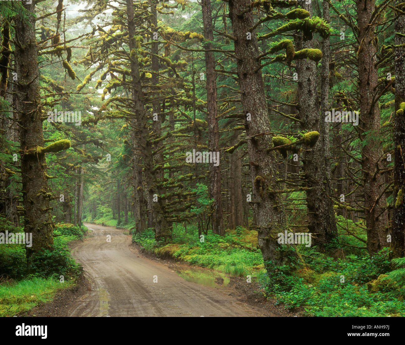 Trainare Hill Road in Naikoon Provincial Park, Haida Gwaii, British Columbia, Canada. Foto Stock