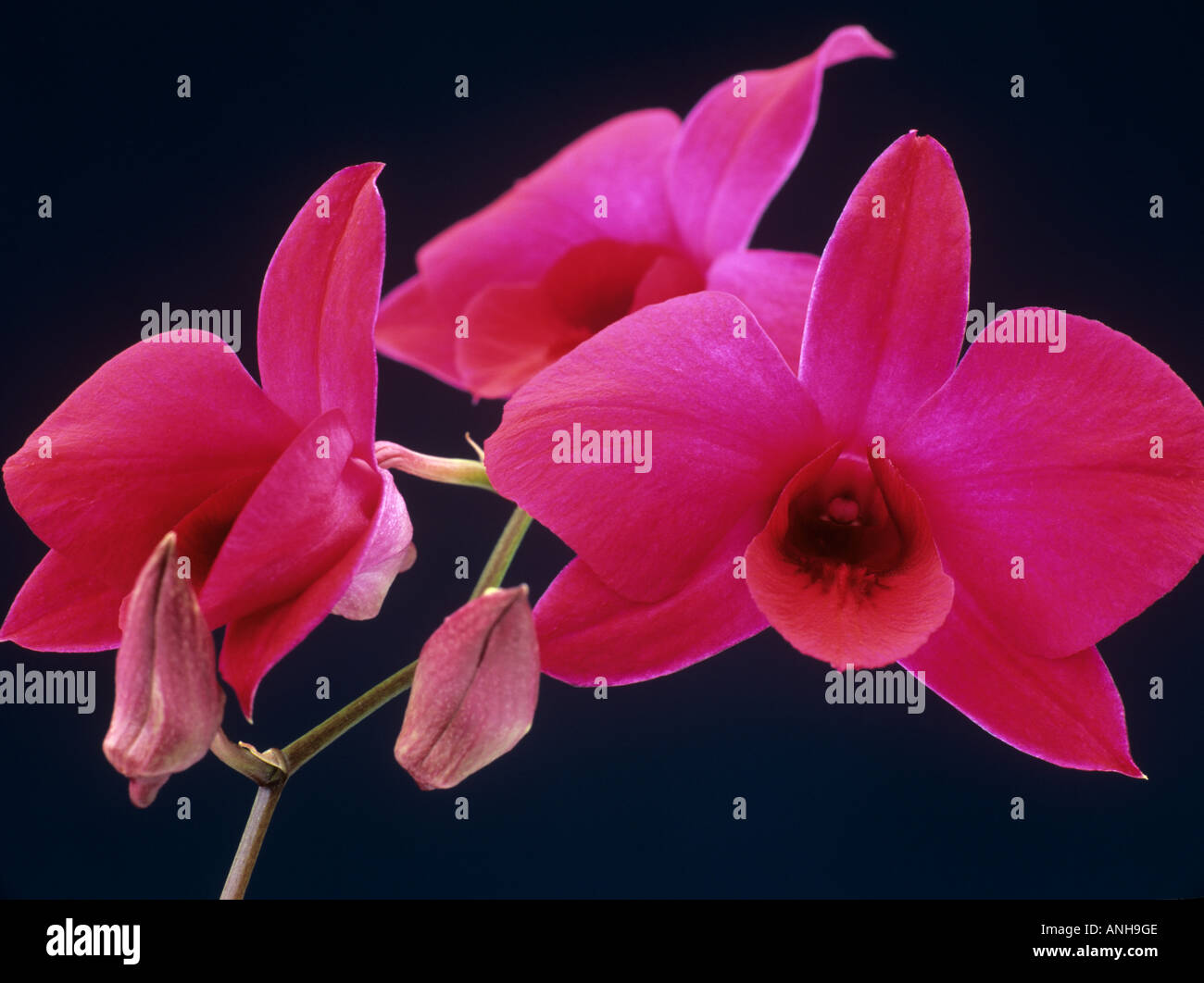 Fiori di orchidea Dendrobium phalaenopsis scuro fiori rosa in stretta contro sfondo semplice Foto Stock