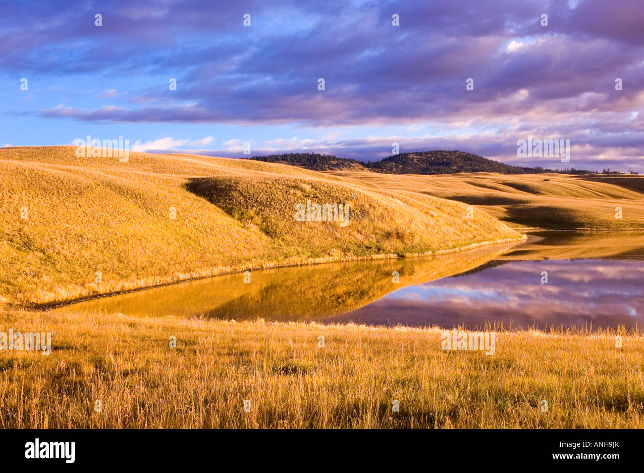 Pecora di giunzione Area dell'intervallo, British Columbia, Canada. Foto Stock