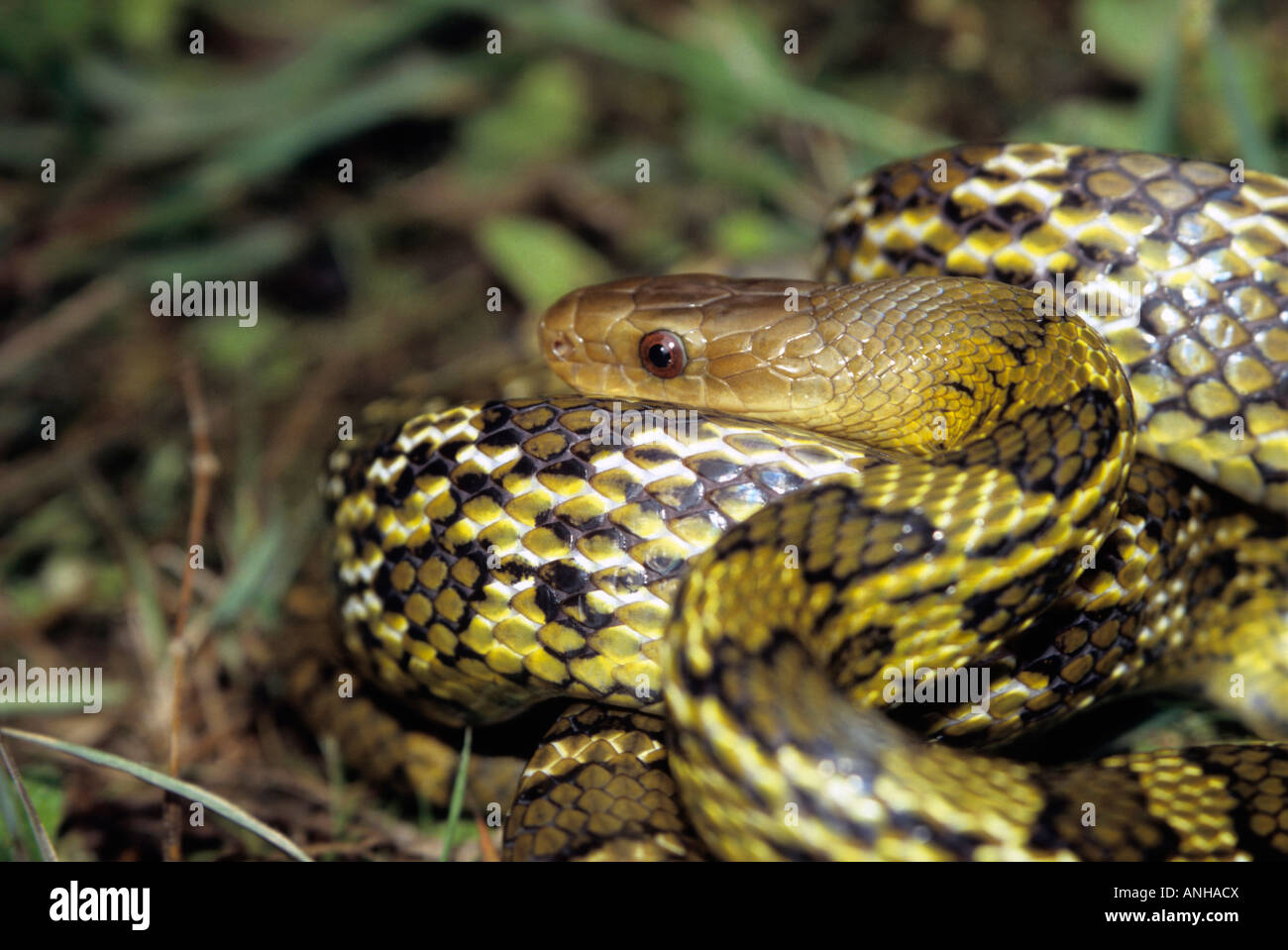Elaphe [sp.], Colubridae, Colubrids sono i tipici, comune di solito innocuo serpenti di tutti i continenti tranne Australia. Foto Stock