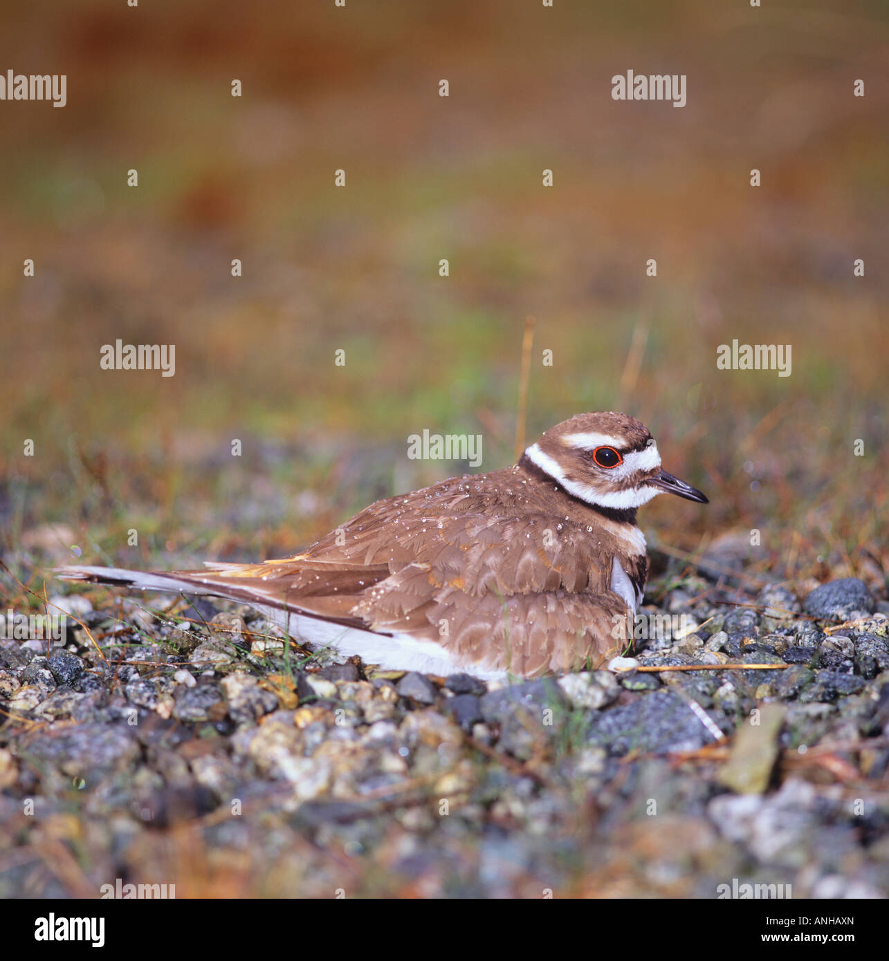 Killdeer sul nido, Howe Sound, British Columbia, Canada. Foto Stock