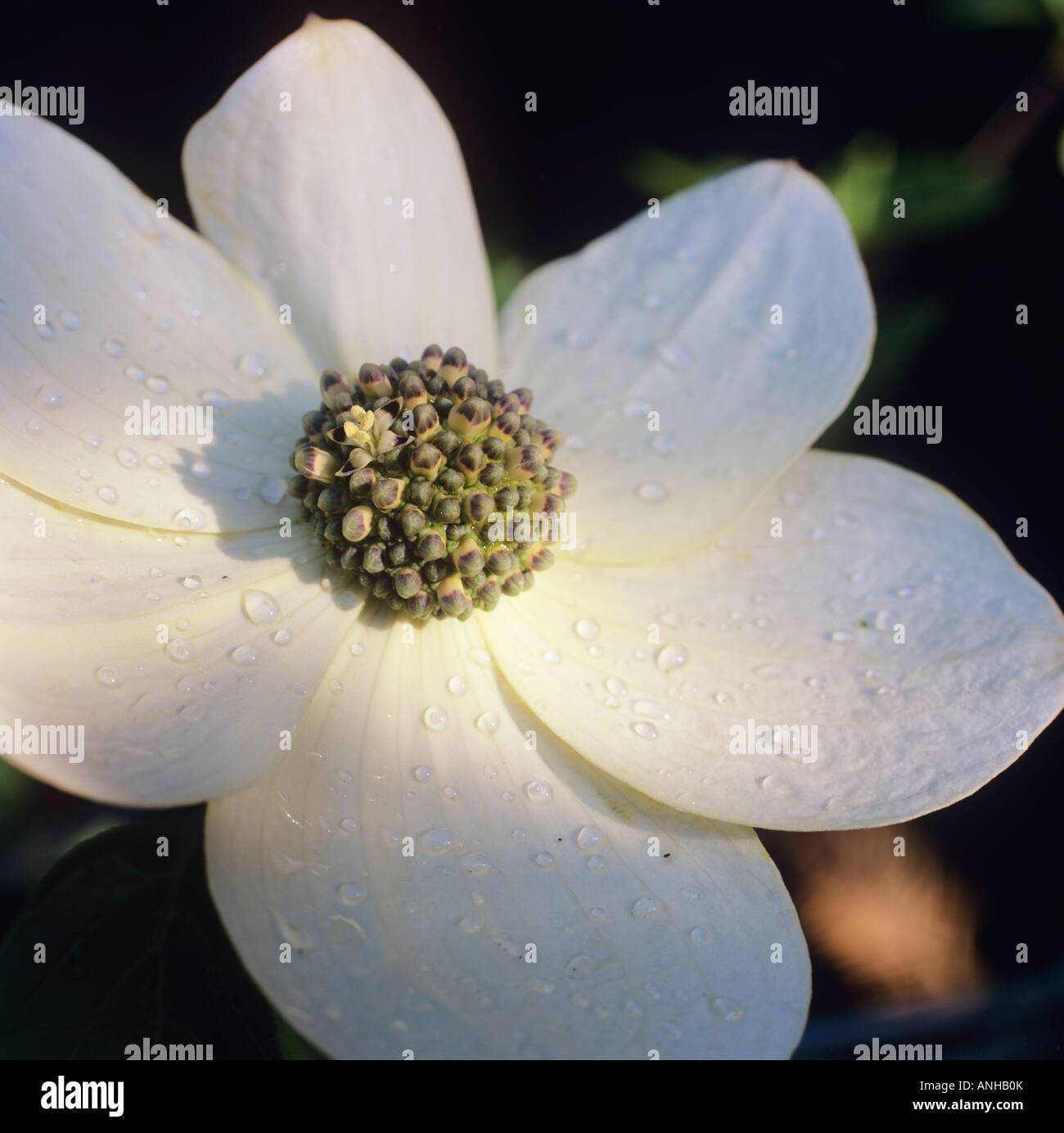 Sanguinello Fiore, Roberts Creek ,Sunshine Coast, British Columbia, Canada. Foto Stock