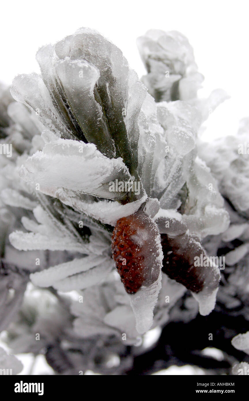 Fiore congelati rivestito con uno strato di ghiaccio Foto Stock