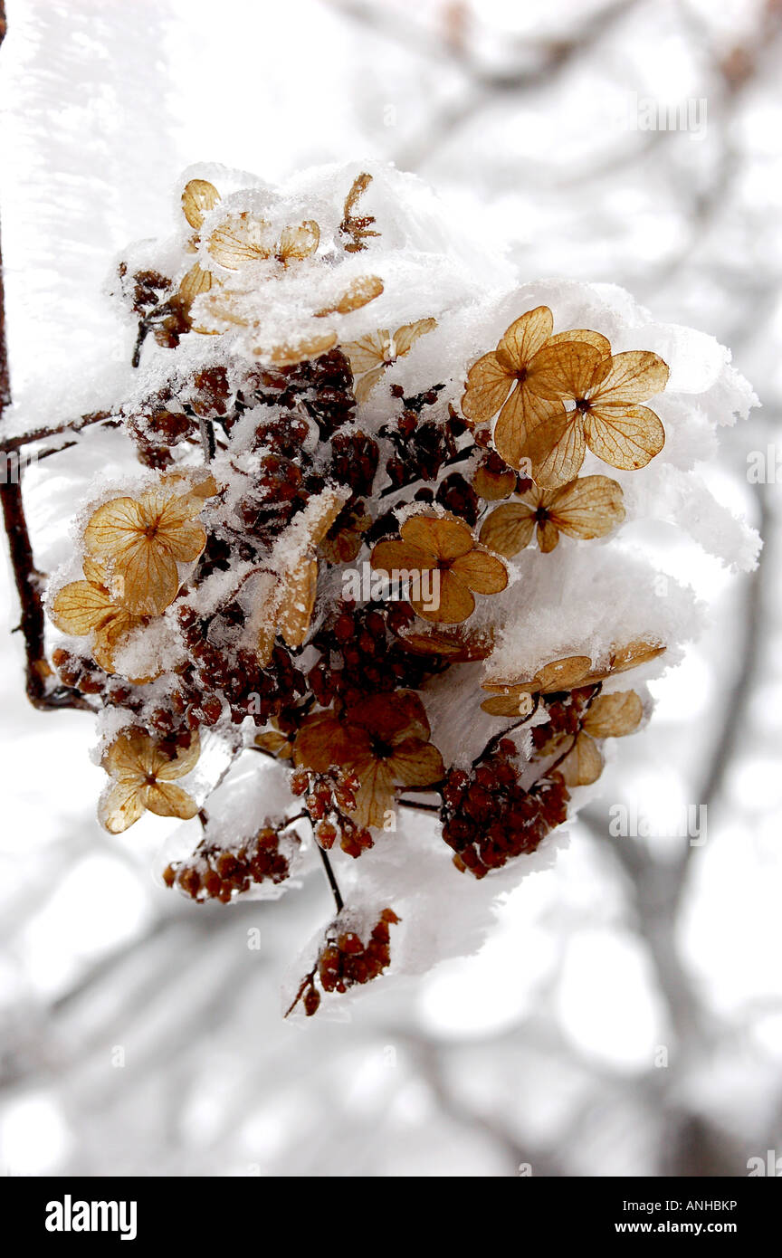 Fiore congelati rivestito con uno strato di ghiaccio Foto Stock