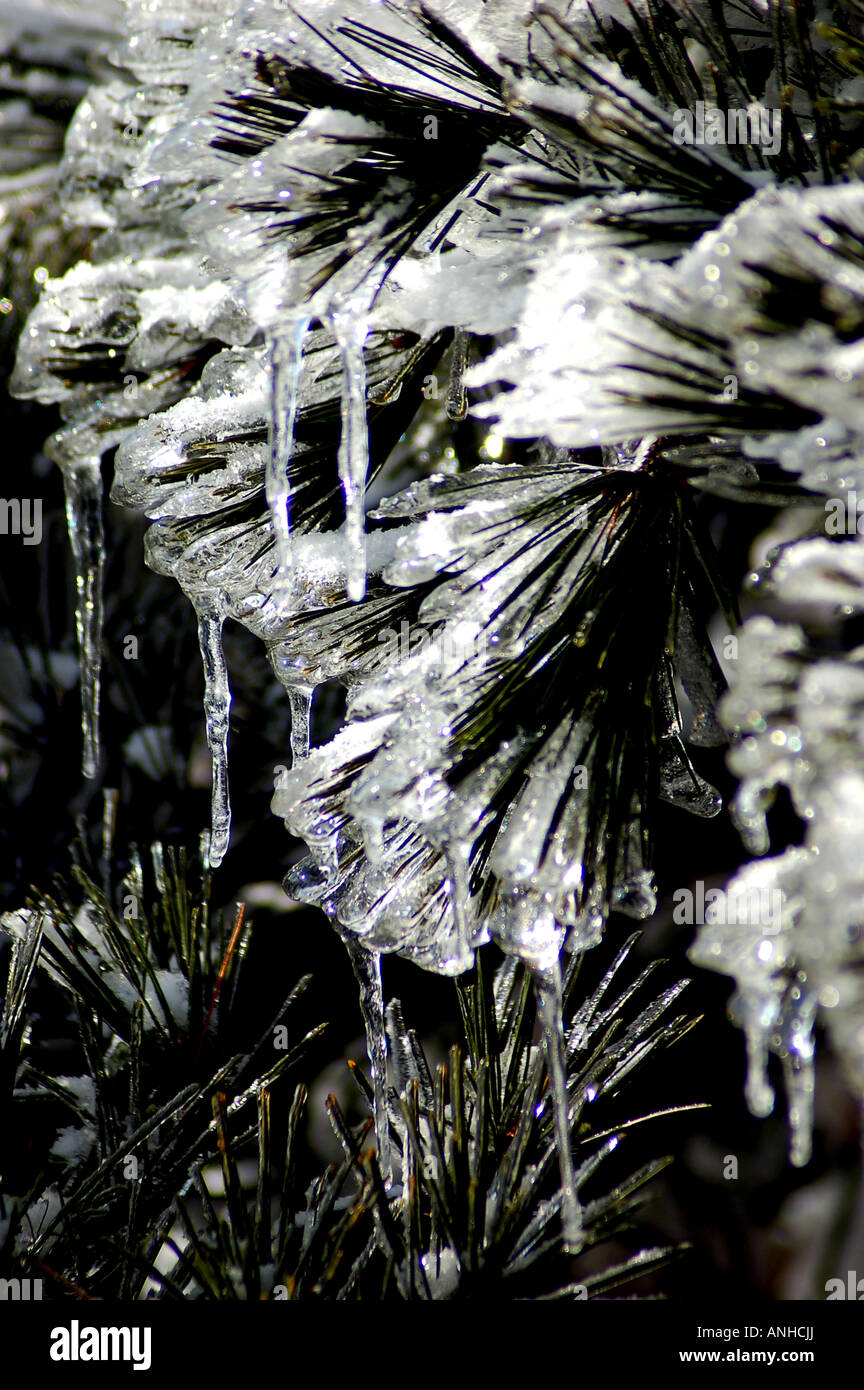 Fiore congelati rivestito con uno strato di ghiaccio Foto Stock