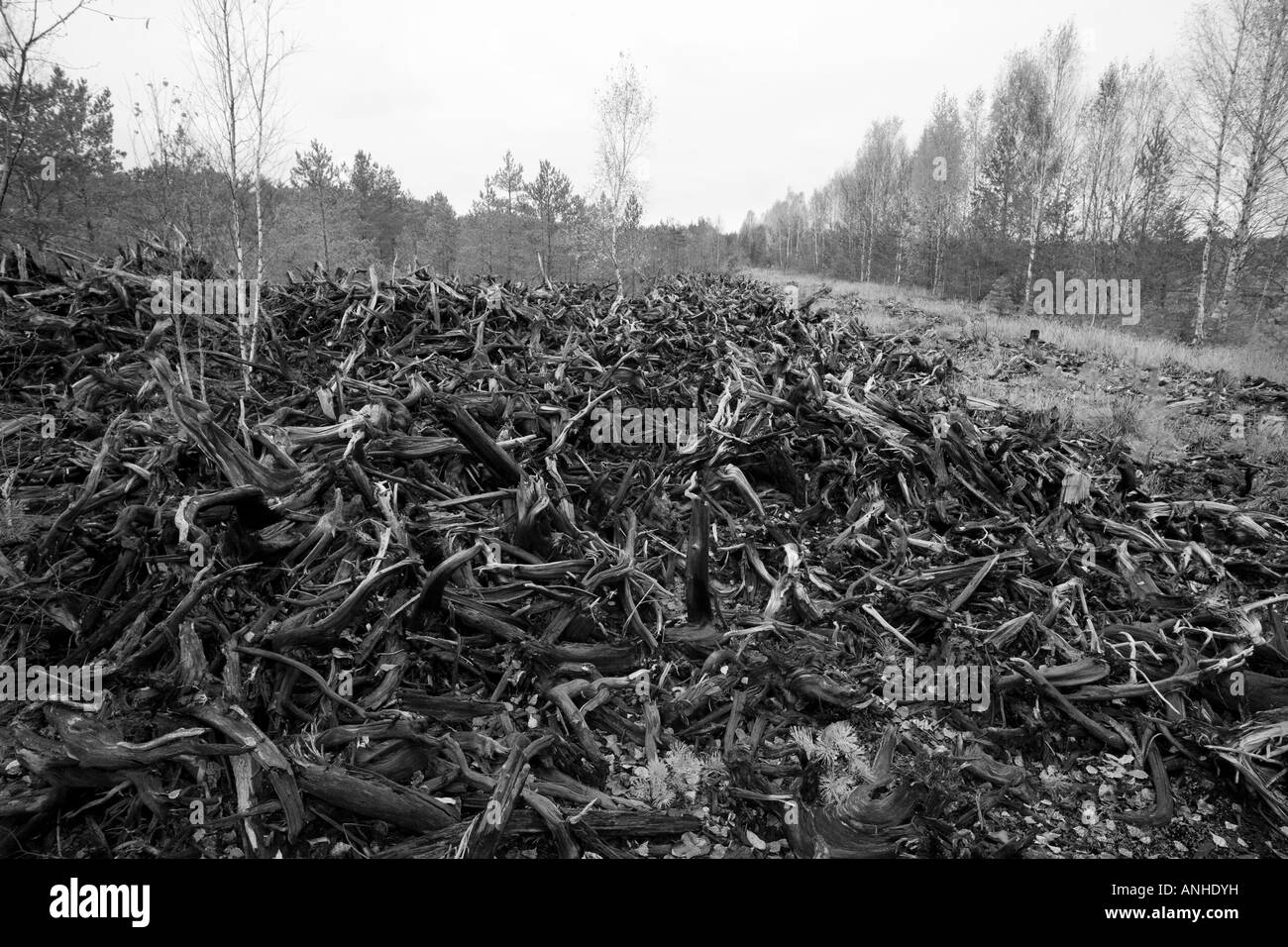 Pila di monconi di pino e radici Foto Stock