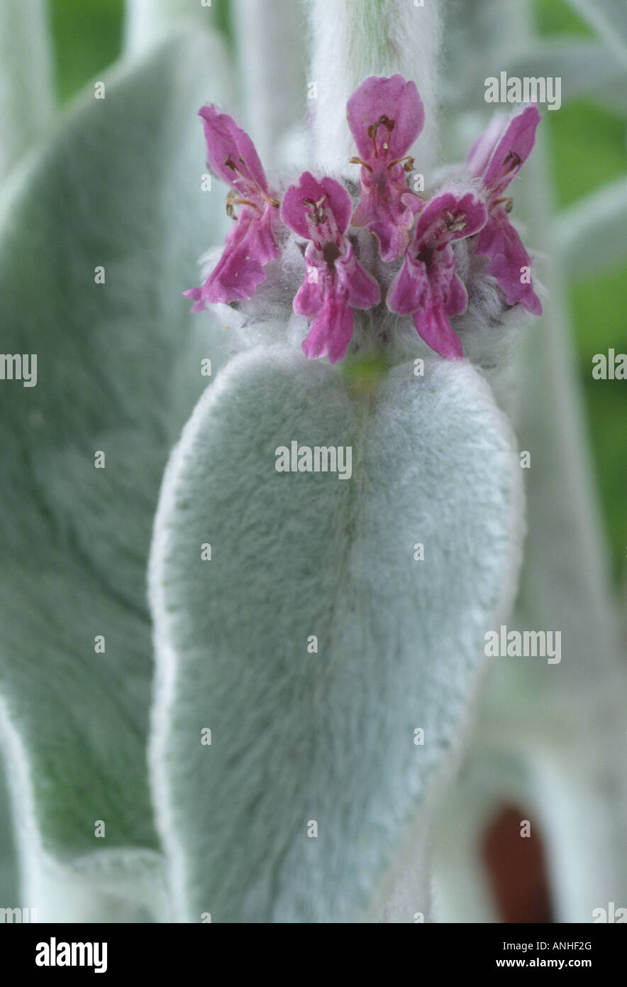 Stachys byzantina (Agnelli' orecchie, agnelli' orecchie, agnelli" tails, agnelli' alette) vicino di fiori e foglie. Foto Stock