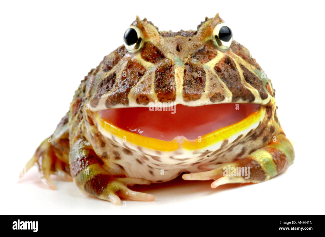 Argentina rana cornuta pacman frog nightcrawler ornati rospo cornuto escuerzo Ceratophrys ornata minacciosa con la bocca aperta Foto Stock