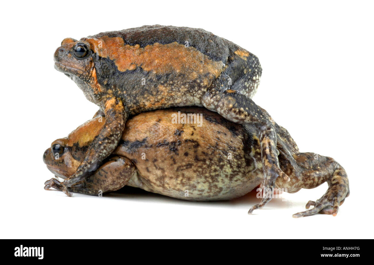 Chubby rana dipinta asiatici frog Kaloula pulchra giovane Foto Stock