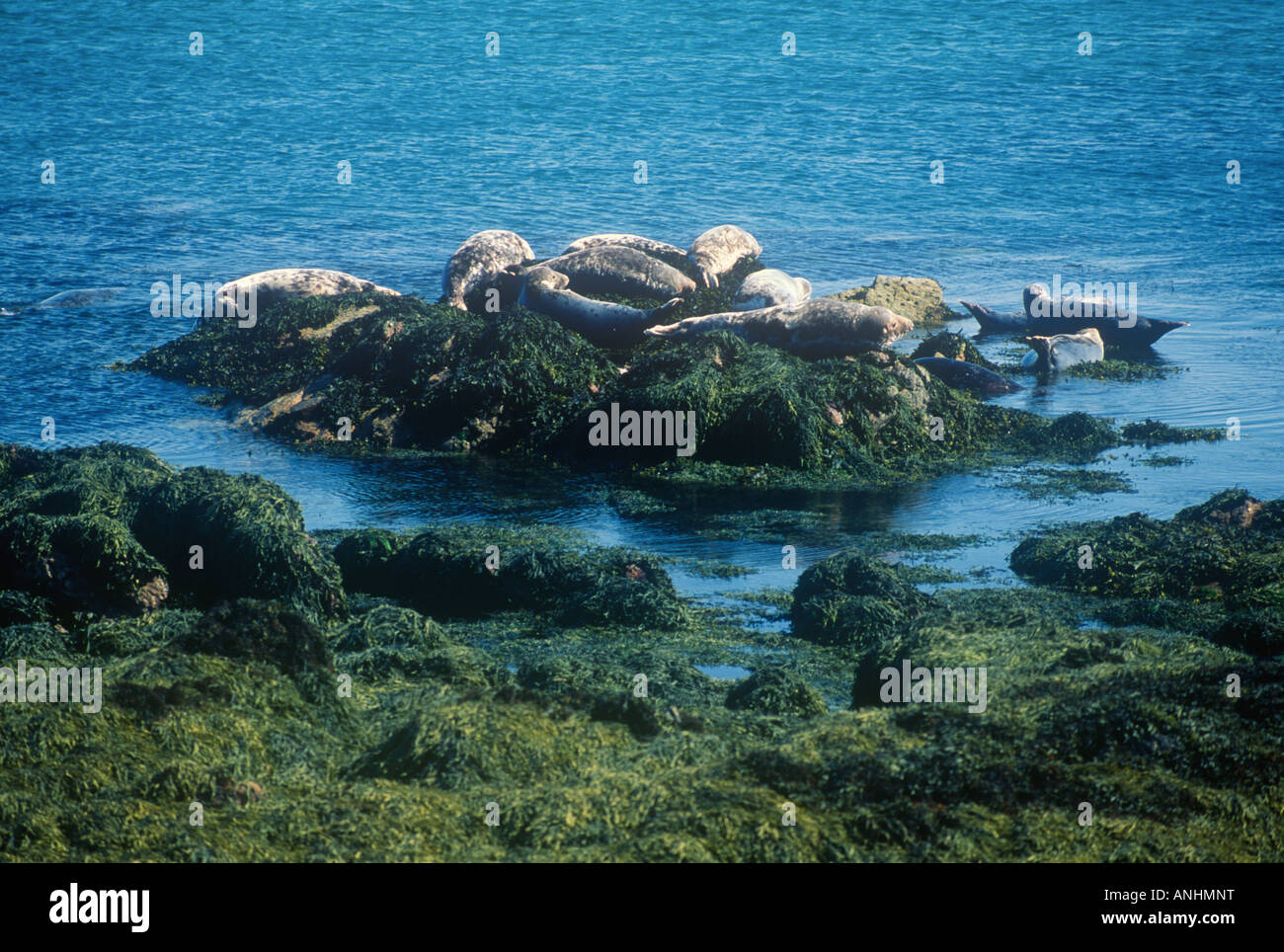 Gwynedd Lleyn Lleyn Peninsula Bardsey ambiente naturale animale mondo tenuta guarnizione grigio Foto Stock