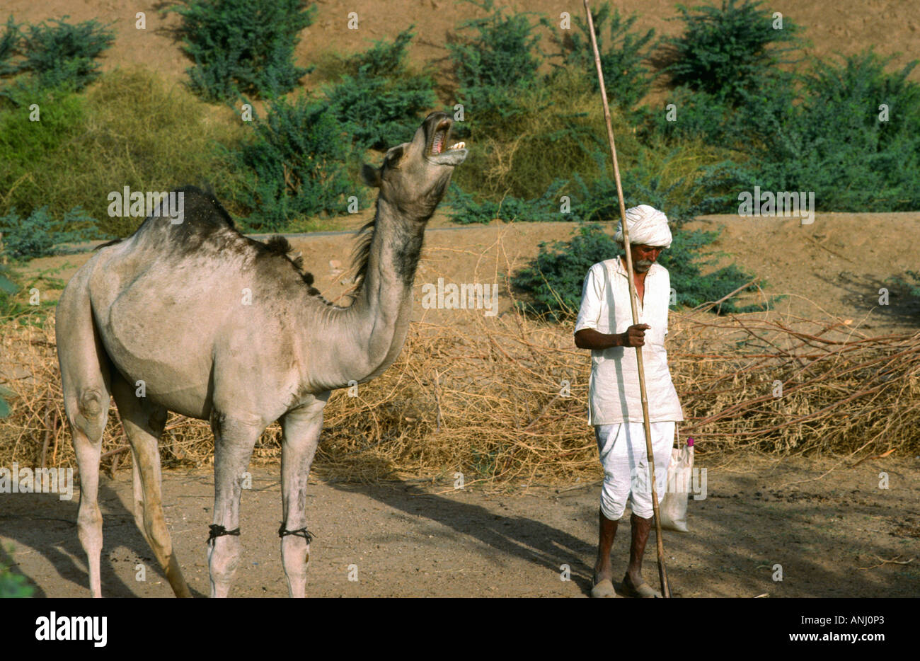 Coltivatore anziano con il suo cammello, usando un bastone lungo del clift per portare i rami all'interno della portata dell'animale per alimento. Gujarat Rurale, India Foto Stock