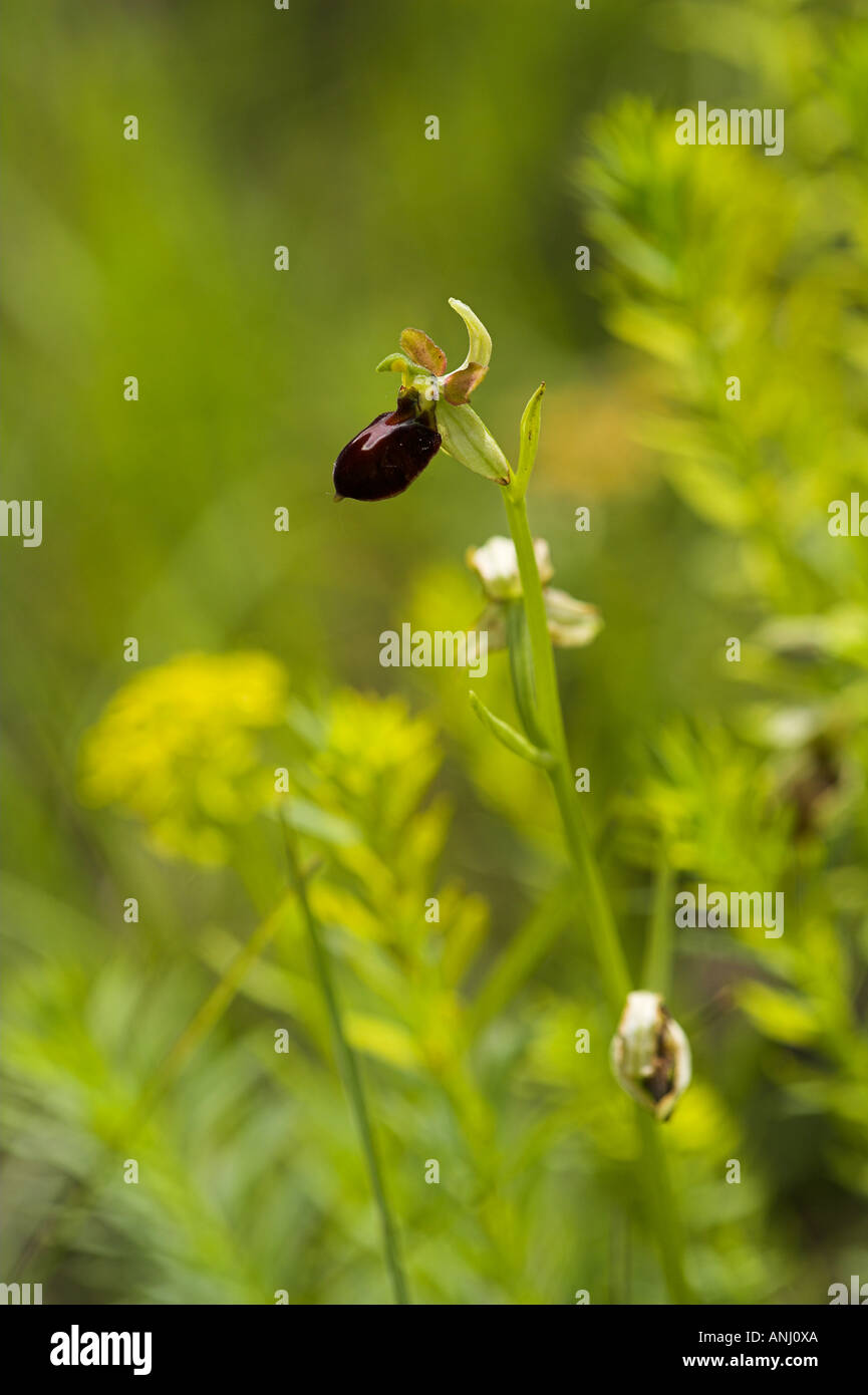 Auwald Taubergiessen wetland Orchis Foto Stock