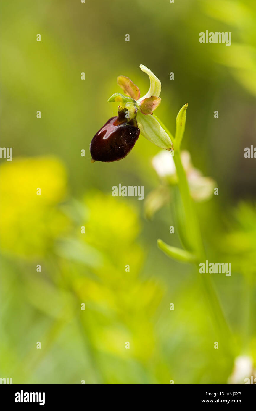 Auwald Taubergiessen wetland Orchid Foto Stock