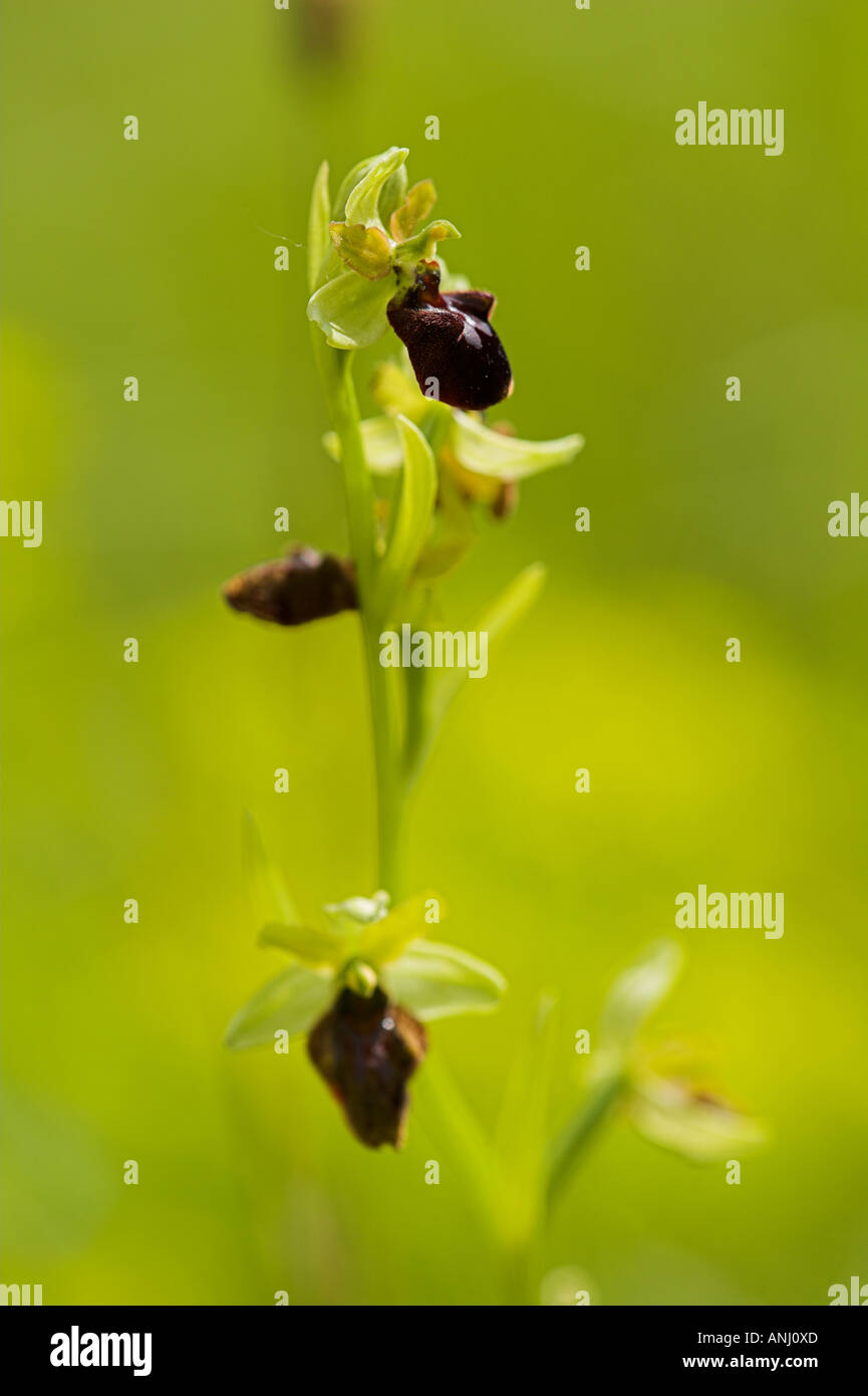 Auwald Taubergiessen wetland Orchid Foto Stock