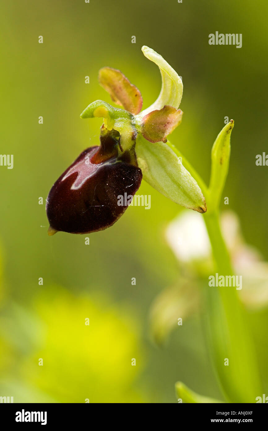 Auwald Taubergiessen wetland Orchid Foto Stock