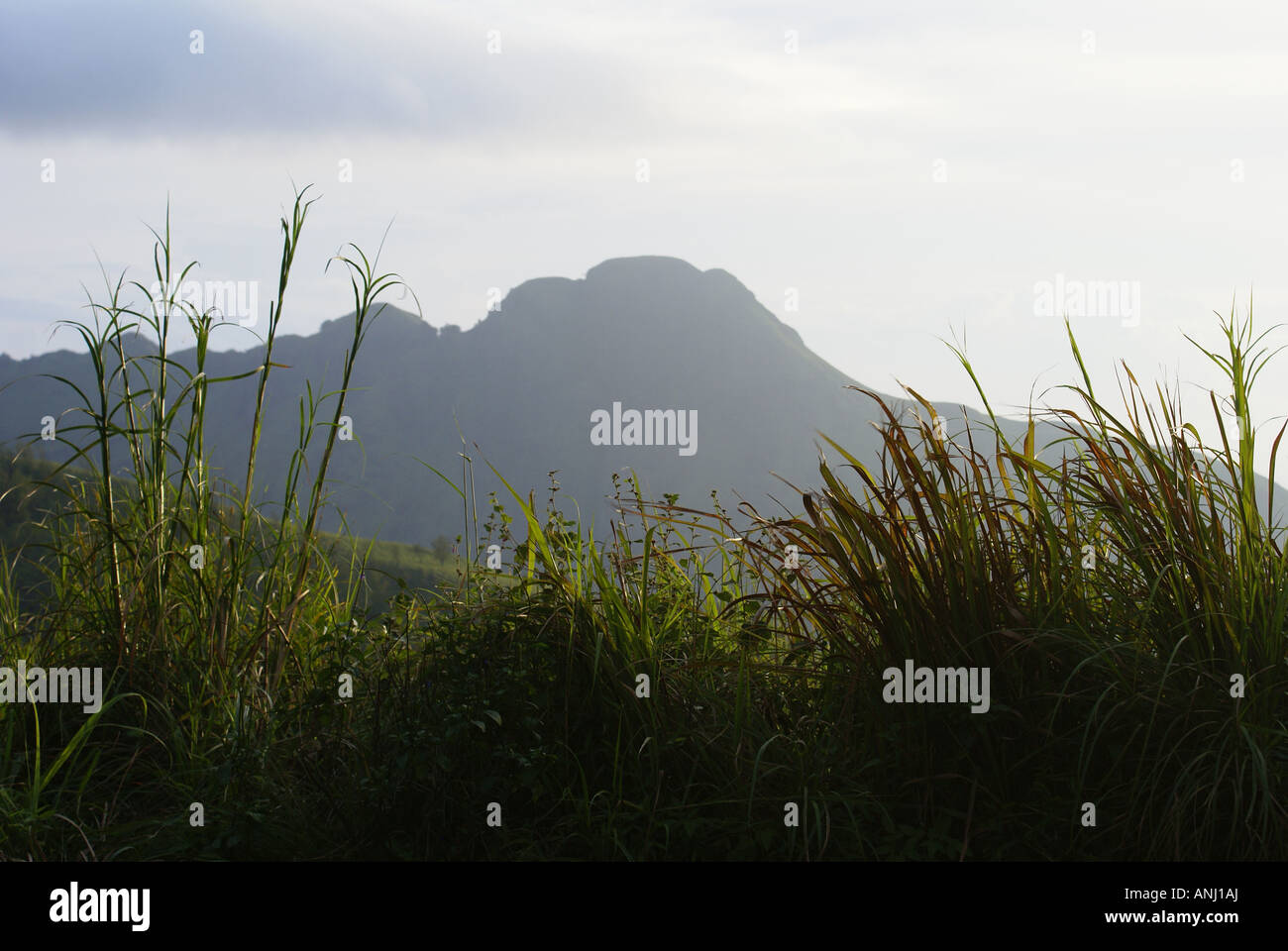 Il luogo è Ponmudi in Kerala, India Foto Stock