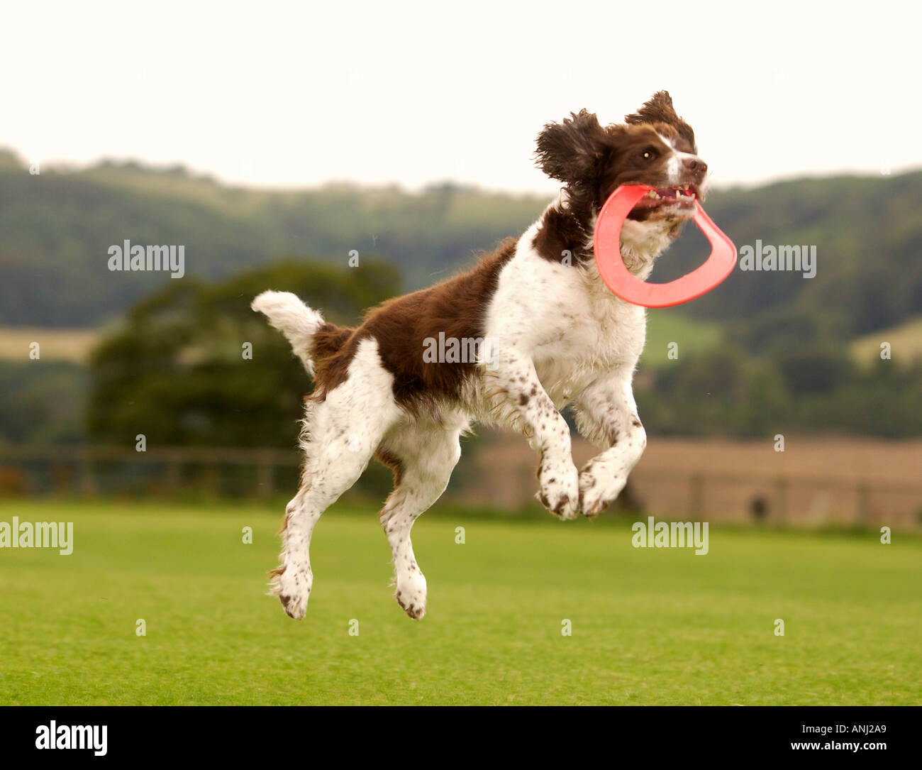 Un cane di prendere un frisbee Foto Stock