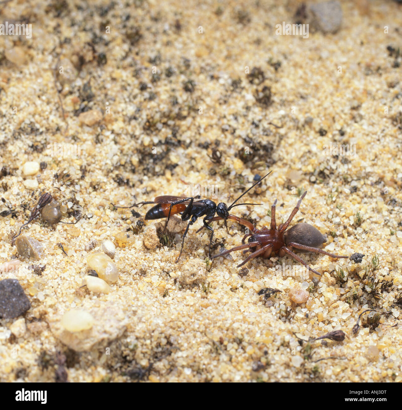 Wasp preda di trascinamento Foto Stock