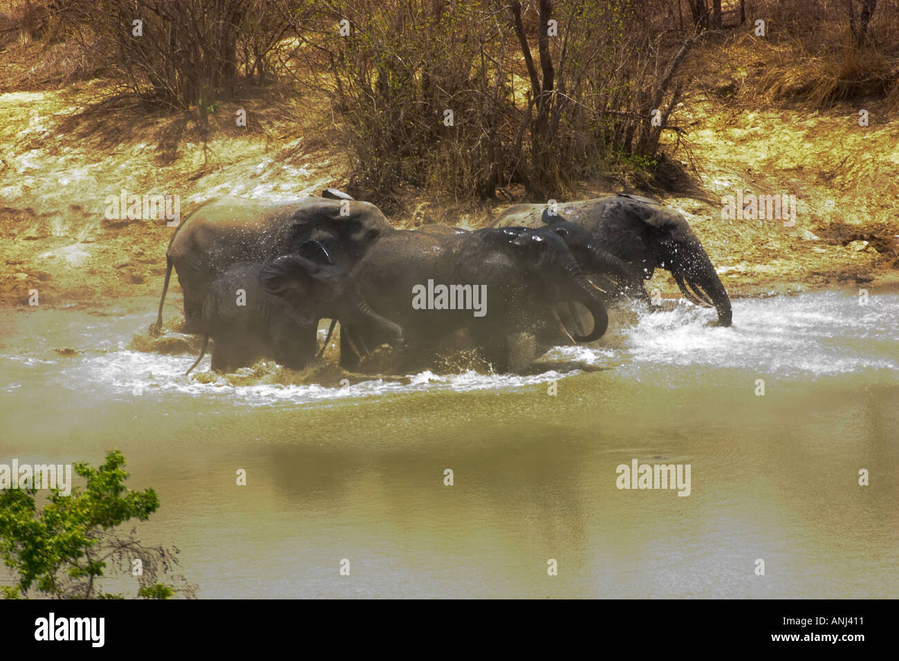 Gli elefanti fuggire in preda al panico attraverso un waterhole nel sentire due scatti da un bracconiere s rifle Mole National Park del nord del Ghana Foto Stock