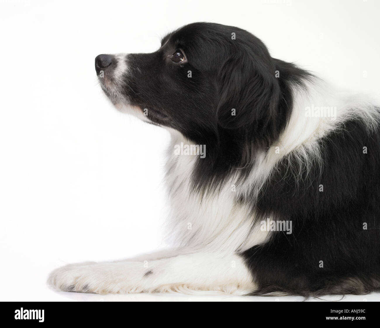 Bianco e nero cane Collie Foto Stock