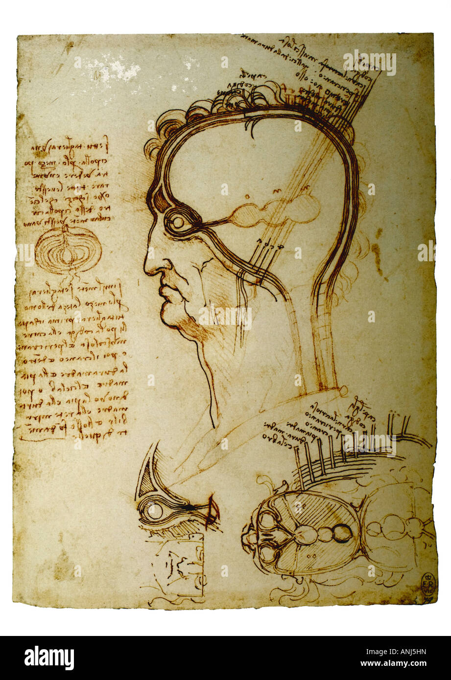 Studio anatomico di strati del cervello e del cuoio capelluto di Leonardo da Vinci Foto Stock