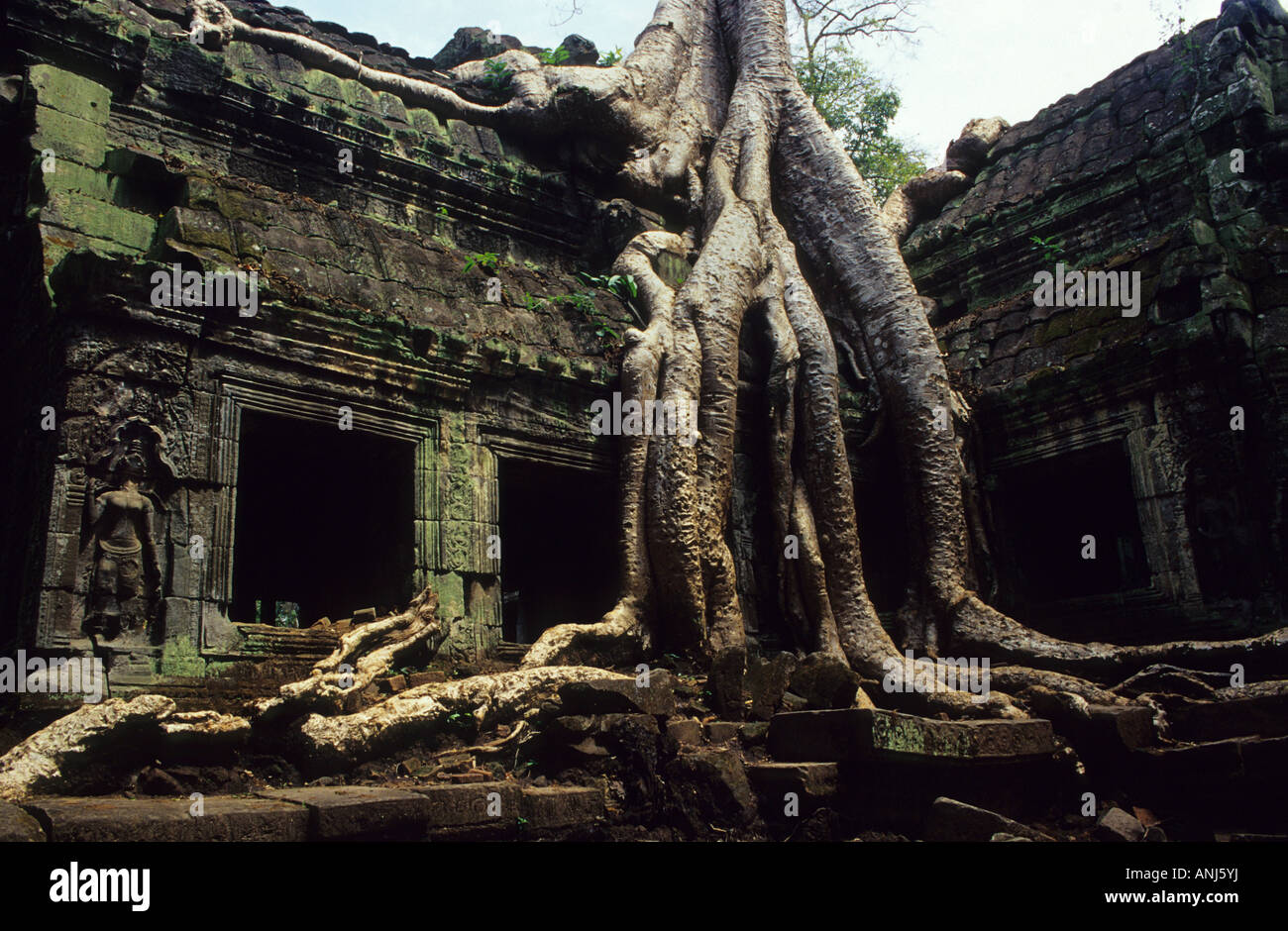 Angkor . Ta Prohm tempio .Siemp Reap Stato. Cambogia . Foto Stock