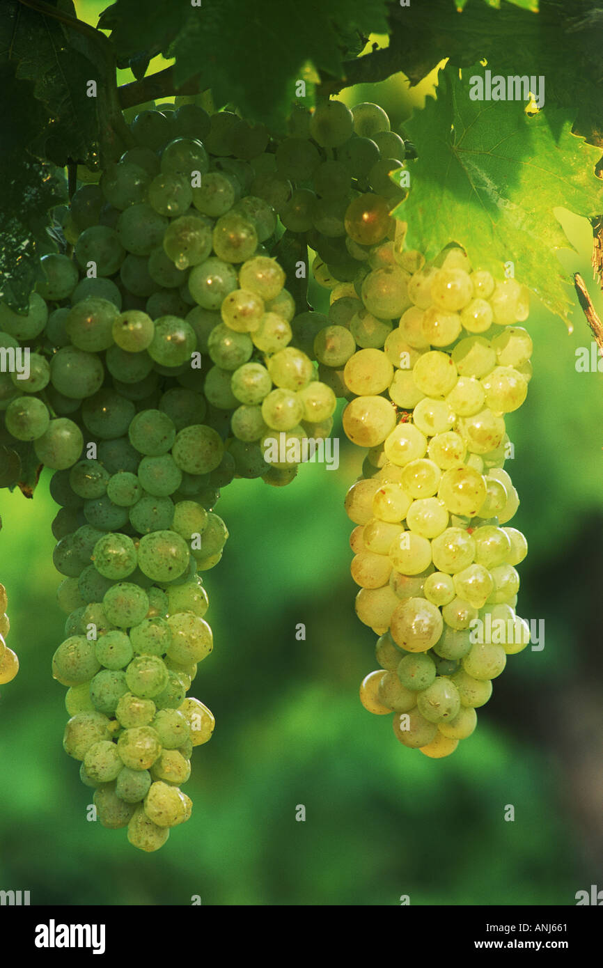 Le uve bianche la maturazione sulla pianta in Francia Foto Stock