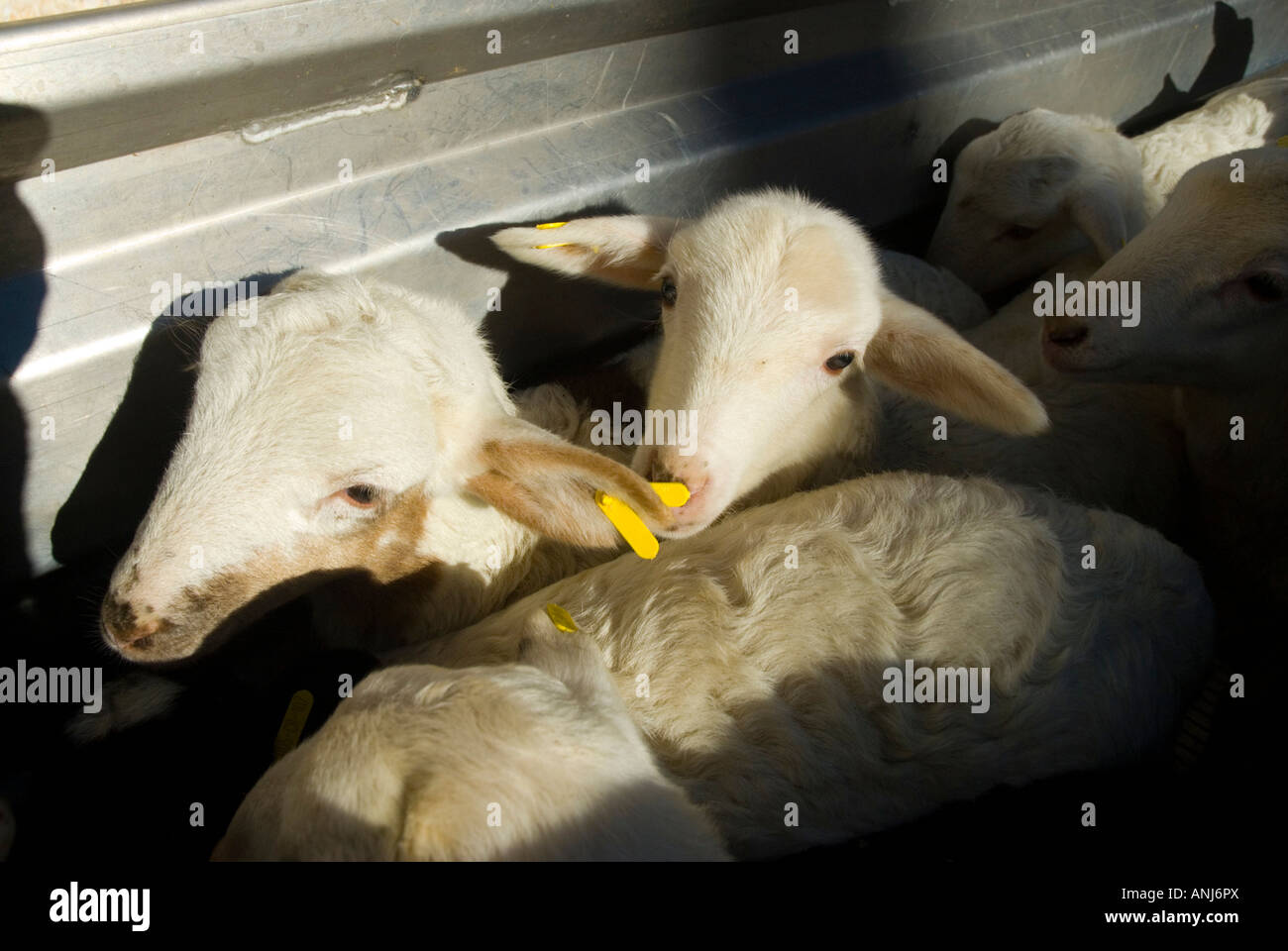 Allevamento di pecore a Alcazar de San Juan in Spagna Foto Stock