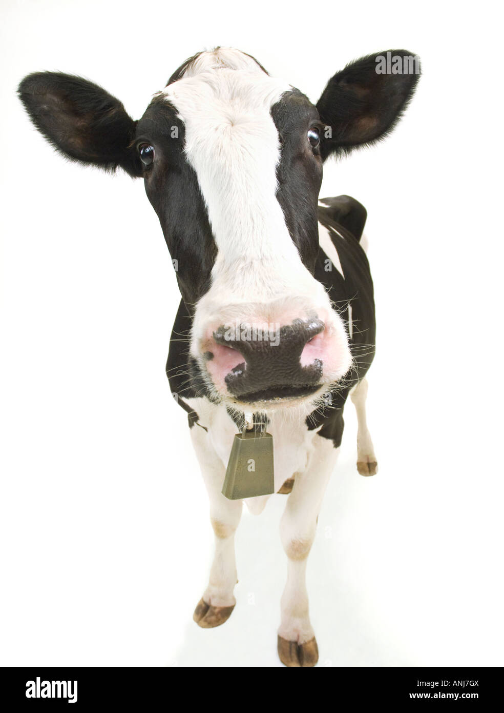 Ampio angolo close up di vacche Jersey con campana su sfondo bianco Foto Stock