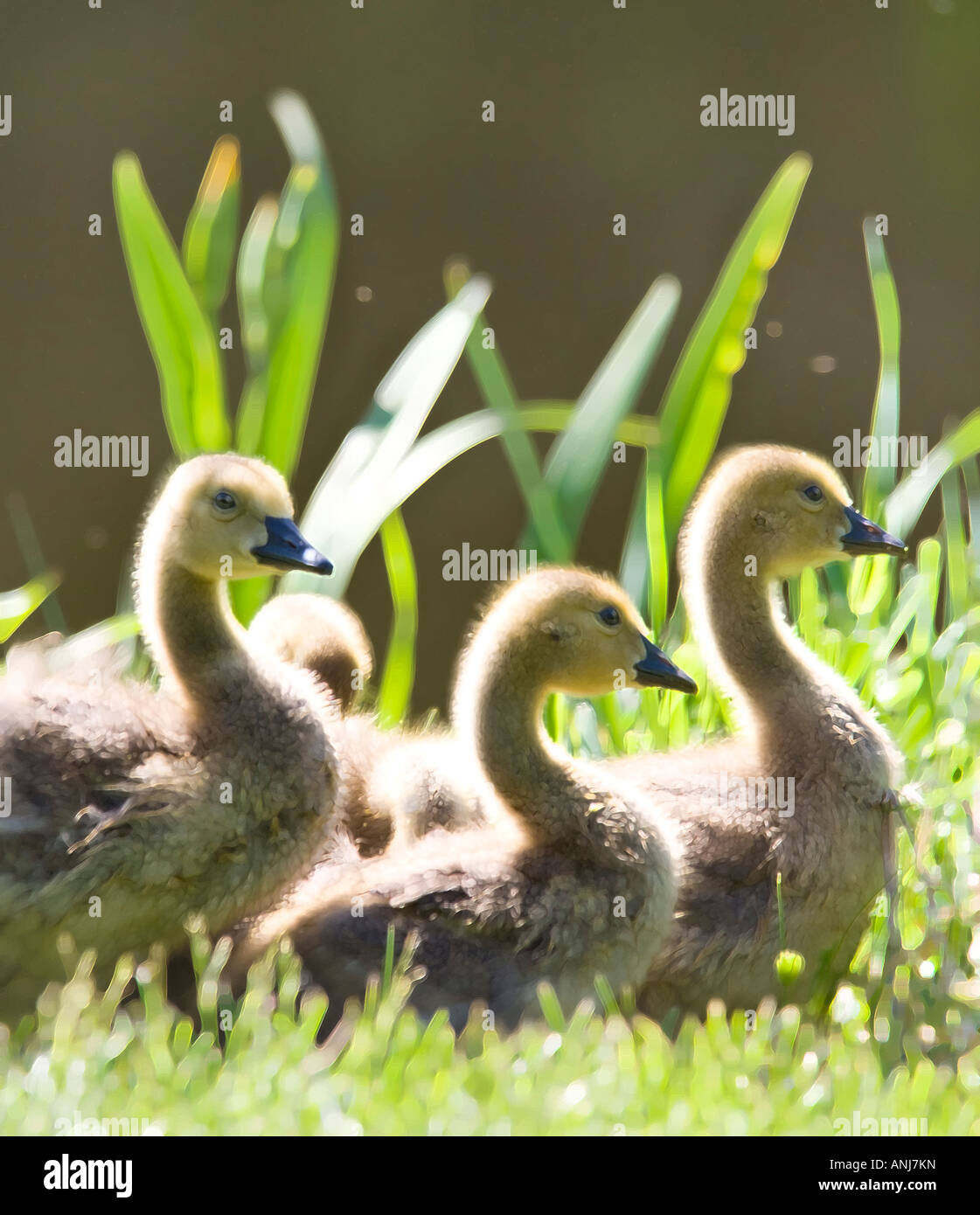 Gruppo familiare di goslings sul prato da acqua Foto Stock