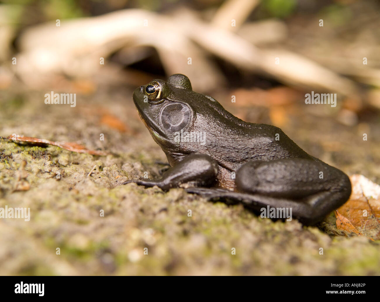 Fiume Frog Rana hecksheri Foto Stock