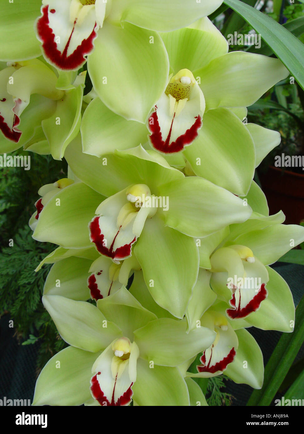 Di Cymbidium giallo pallido labbro rosso Orchid Foto Stock