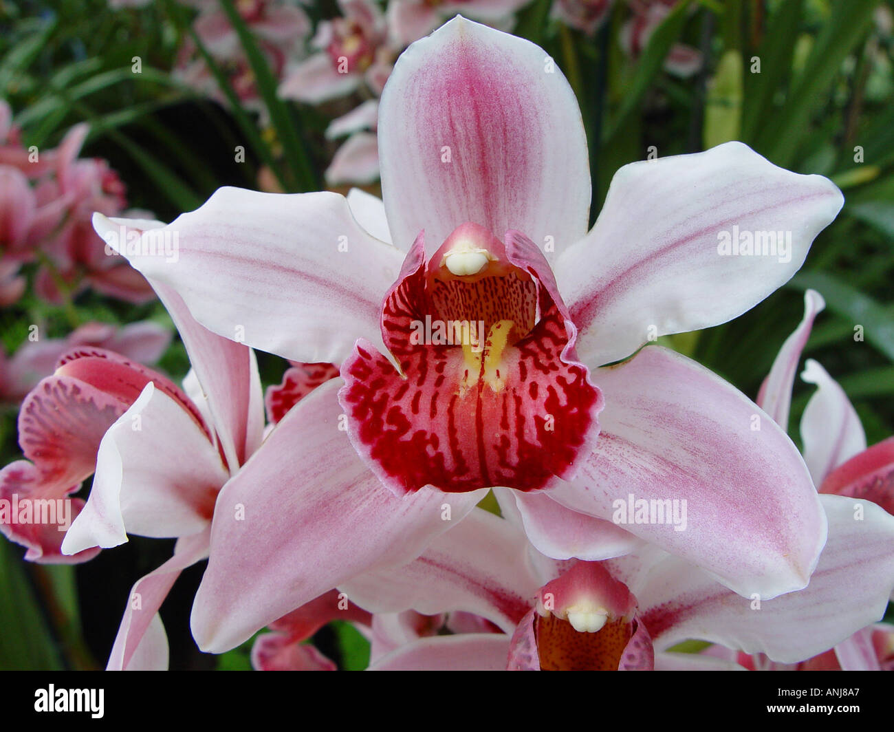 Cymbidium rosa pallido striato rosso gola Orchid Foto Stock