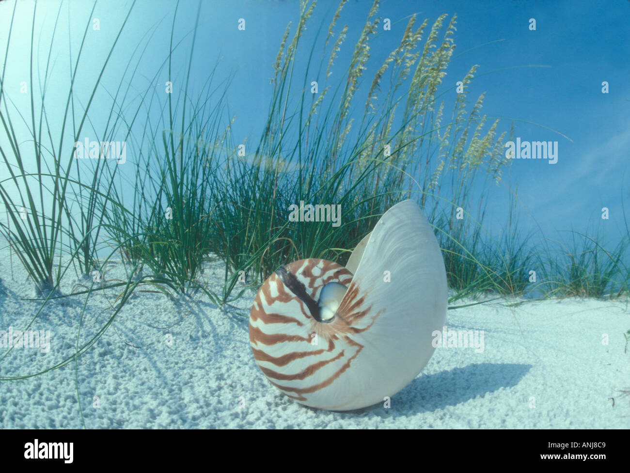 Grandi nautilus shell che giace accanto al cluster di avena di mare sulla spiaggia della Florida Foto Stock