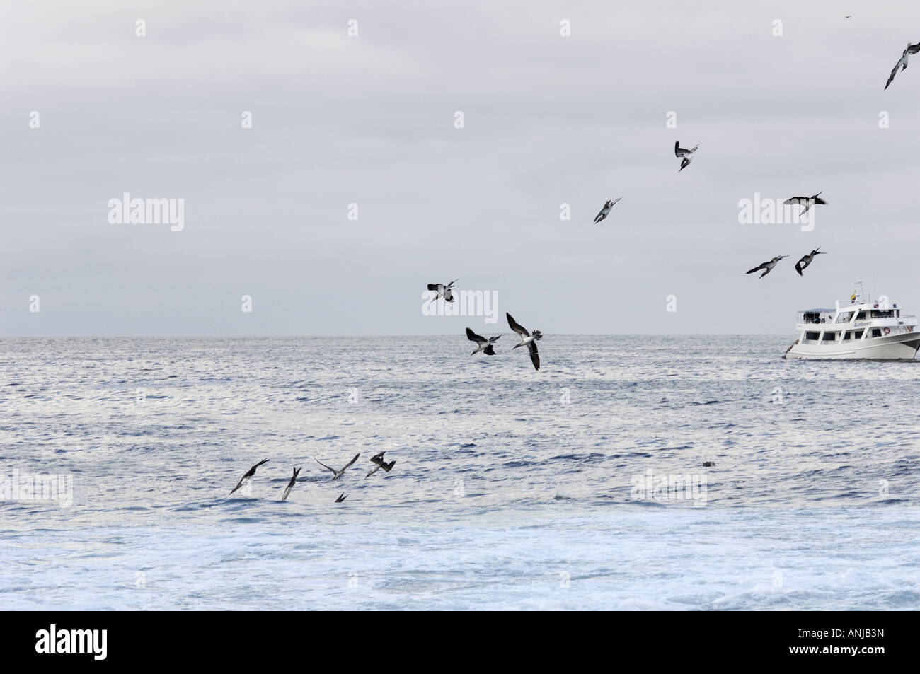 Blue footed boobies immersioni subacquee per pesci delle isole Galapagos Espanola Foto Stock