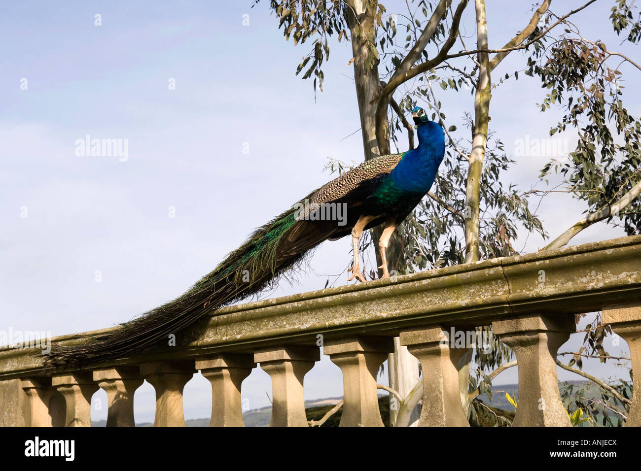 Regno Unito Galles Powys Welshpool Powis Castle courtyard peacock Foto Stock