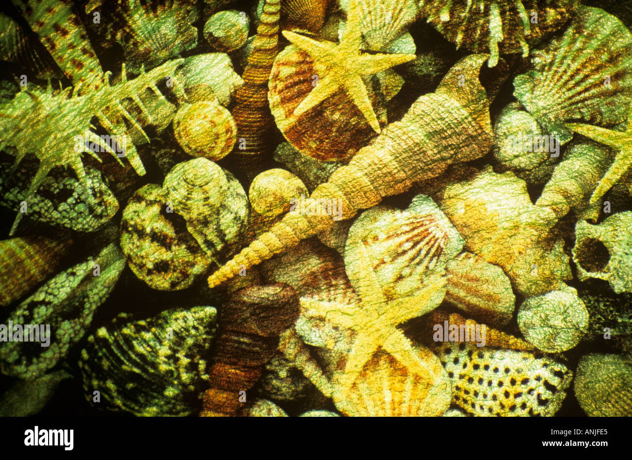 Conchiglie Foto Stock