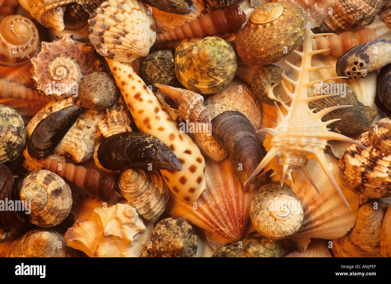 Conchiglie Foto Stock