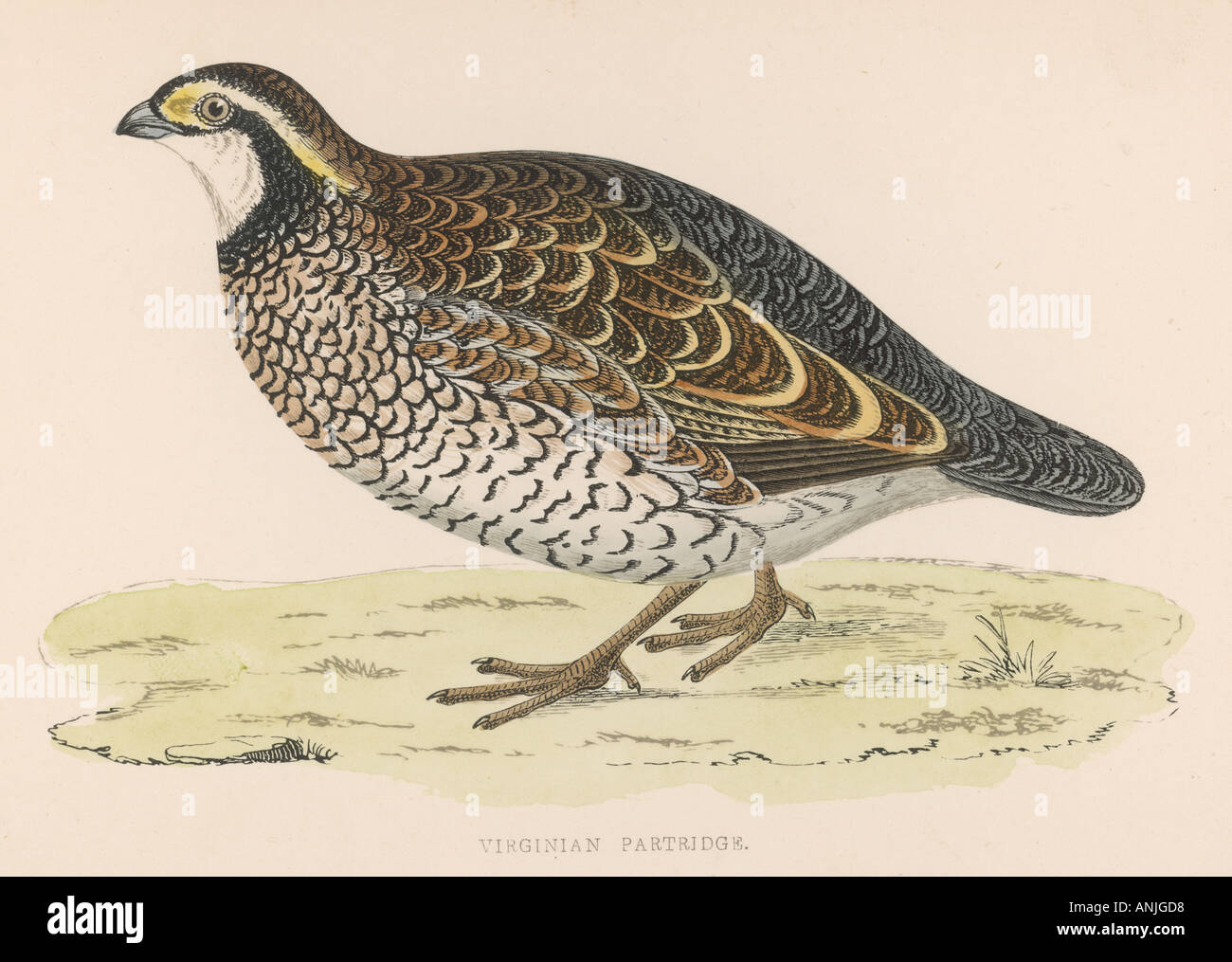 Virginian Partridge Foto Stock