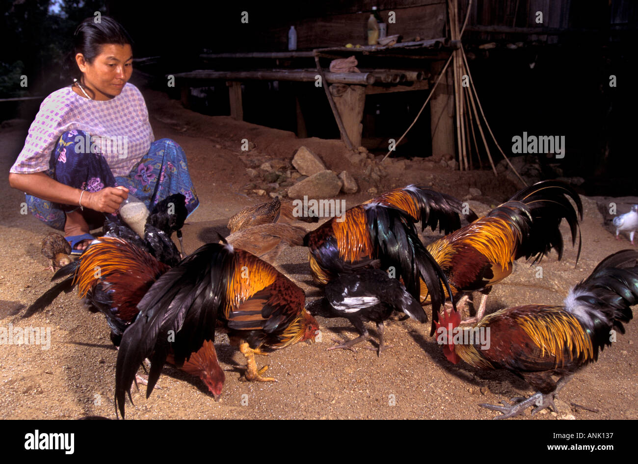 Karen donna la sua alimentazione di galli e di galline in una tribù della collina Village Chiang Mai Thailandia Foto Stock