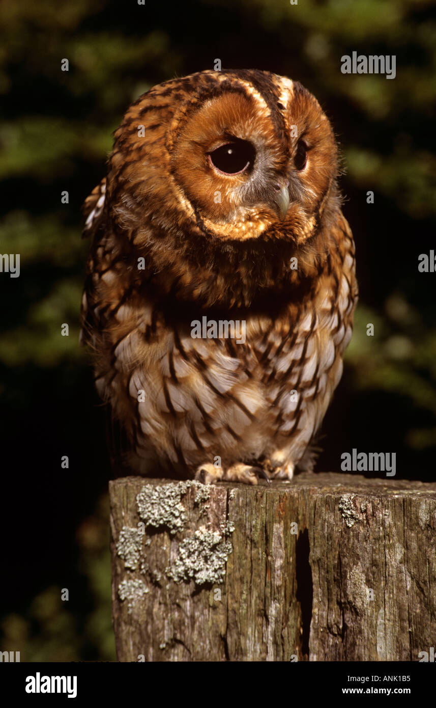 Allocco sul post Foto Stock