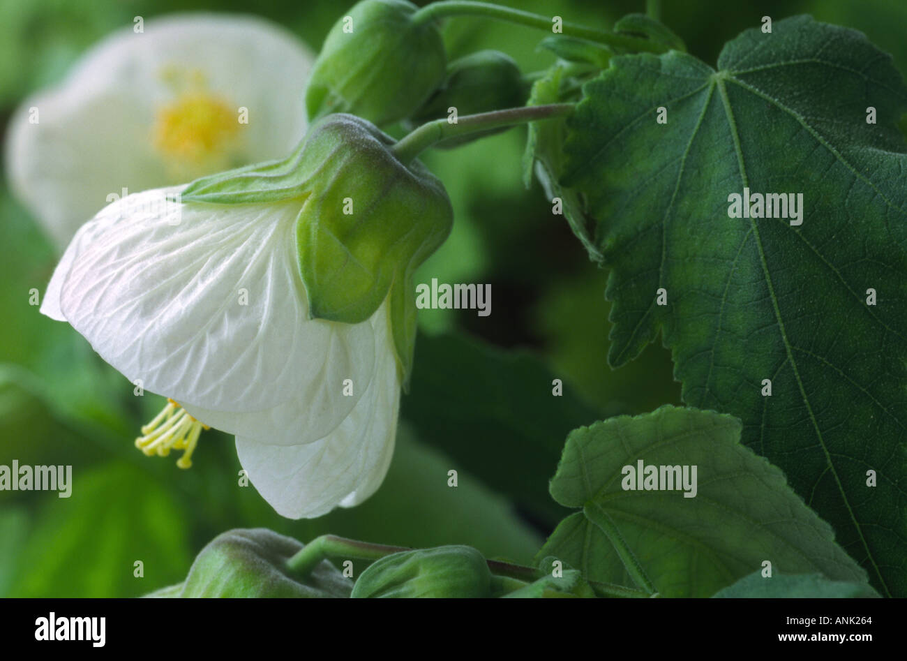 Abutilon 'Re bianco". Fioritura acero, Indian mallow, salottino maple Foto Stock